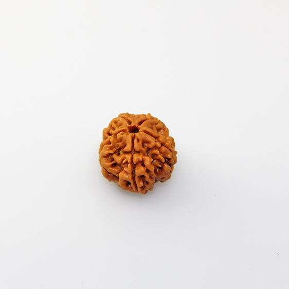 Rudraksha